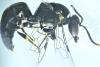 Hylaeus signatus